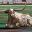 Bevo mascot on the field at DKR Stadium at UT Austin